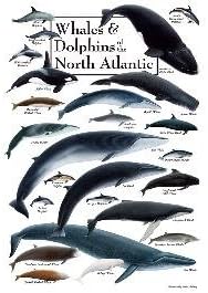 18" x 24" Whales & Dolphins of the North Atlantic Puzzle 550pc