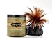 Kama Sutra Sweet Honeysuckle Honey Dust Body Powder -- 8 oz