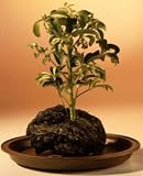 Hawaiian Umbrella Bonsai Tree - Gold - In Lava Rock - Small.(arboricola schefflera 