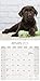 Chocolate Labrador Retriever Calendar - Only Dog Breed Chocolate Labrador Retriever Calendar - 2016 Wall calendars - Dog Calendars - Monthly Wall Calendar by Avonside