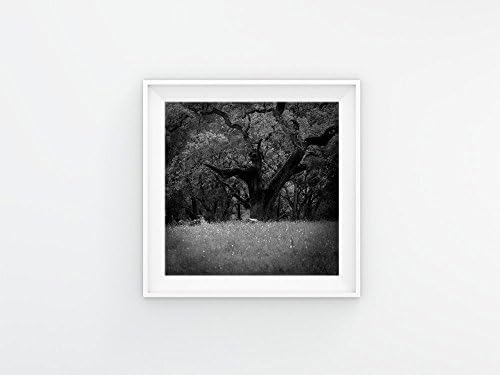 Oak Tree Photography Print