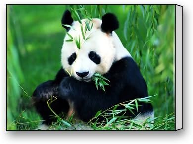 Funnyone Custom Modern Wall Art Decoration for Home Panda Eating Bamboos Canvas Prints
