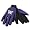 Washington Huskies