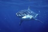 Jaws of the Pacific