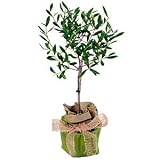 Olive Tree