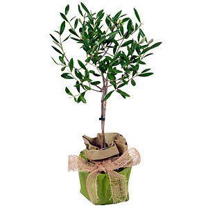 Olive Tree