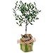 Olive Tree