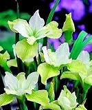 Moon Silk Siberian Iris - Creamy White - Potted