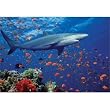 Melissa & Doug Shark 100 Piece Jigsaw Puzzle