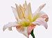 White Daylily Flower with Red Edges Photographic Poster Print, 16x12