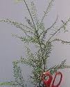 Coast Redwood, 50-60 inch Tree