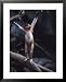 Young Proboscis Monkey Reaching for a Tree Branch in a Zoo Enclosure, Bronx Zoo, New York Animals Framed Art Poster Print by Ira Block, 25x31