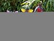 Assorted: solar garden stakes: ladybug, bee, butterfly, 3 Assorted: Assorted: solar garden stakes: ladybug, bee, butterfly, 3 Assorted: