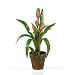 Nearly Natural Potted Sword Bromeliad Silk Flower Arrangement