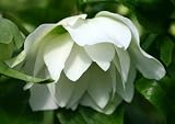 Amazon / Hirts: Helleborus: Sparkling Diamond Lenten Rose - Helleborus - Shade