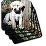 Dogs Labrador Retriever - Cute Yellow Lab Puppy - Coasters