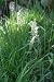 Pflanzenset: 3 x Anthoxanthum odoratum - Wohlriechendes Ruchgras