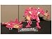 Red Vardia Edition Starscream - Toshiba/Paramount Japanese Exclusive