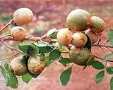 Eigenschaften tropical.garden  / Qitte, bengalisch - Aegle marmelos 5K