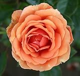 Edelrose Ashram   - (3-Liter Topf)