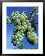 Chardonnay Grapes Hanging on Vine Framed Art Poster Print by Fogstock Llc, 25x31