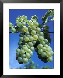 Chardonnay Grapes Hanging on Vine Framed Art Poster Print by Fogstock Llc, 25x31