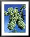 Chardonnay Grapes Hanging on Vine Framed Art Poster Print by Fogstock Llc, 25x31