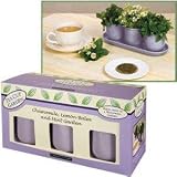 Home & Garden Plant Seed Gift Sets: Tea Cup Trio Indoor Garden (Chamomile, Lemon Balm and Mint)
