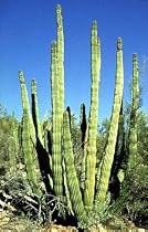 Arizonia Pipe Organ Cactus 20 Seeds - Lemaireocereus