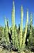 Arizonia Pipe Organ Cactus 20 Seeds - Lemaireocereus