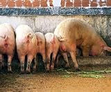 Discovery Channel's - Dirty Jobs with Mike Rowe: Sewer Inspector / Pig Farmer