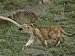 An African Lion Cub Pulls a Lioness's Tail Animal Photographic Poster Print by Momatiuk & Eastcott , 18x24