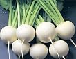 Turnip Japanese Hakurei Seeds 2 Grams