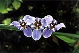 1 - 12 Apostles Plant - Neomarica - Rare Houseplant