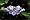 Blue Walking Iris Plant - Neomarica - Rare Houseplant