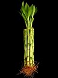 KL Design & Import - 10 Stalks Of 8 Inch Straight Lucky Bamboo For Feng Shui Or Gifts KL Design & Import - 10 Stalks Of 8 Inch Straight Lucky Bamboo For Feng Shui Or Gifts