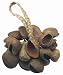 Musical Instruments : Toca Seed Shell Shaker Rope Handle