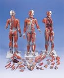 About The Complete Dual Sex Muscular Figure 33 Parts Model#AW-B55