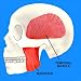 Muscles the Move the Jaw Mastication Photographic Poster Print, 16x16