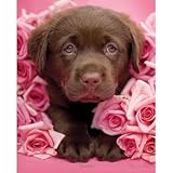 Rachael Hale (Georgie) Art Poster Print