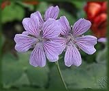 Stephanie Hardy Geranium -Sage Like Foliage-Violet Blue