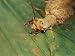Close View of a Dobson Fly with its Mandibles Open Photographic Poster Print, 24x18
