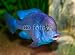 Wallmonkeys Peel and Stick Wall Decals - Tropical Fish - Removable Graphic