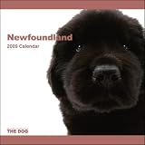 Newfoundland The Dog 2009 Wall Calendar