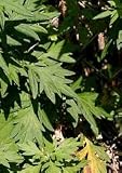 Mugwort Herbal Tea