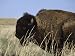 American Bison Shedding His Winter Coat, Fort Niobrara National Wildlife Refuge, Nebr...