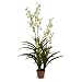 Yucca in Bloom - 4' in height