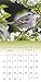 Songbirds 2017 Calendar: Includes Downloadable Wallpaper