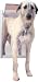 Petsafe AK50-201-11 Classic Pet Door-X-Large Satin