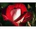 Photographic Prints of Floribunda rose (Rosa Molly McGredy) from Science Photo Library